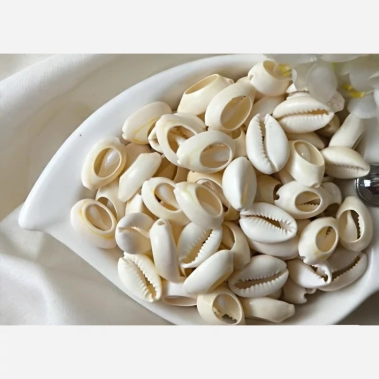 صدف سیپرا سفید مخصوص دستبند و گردنبند
